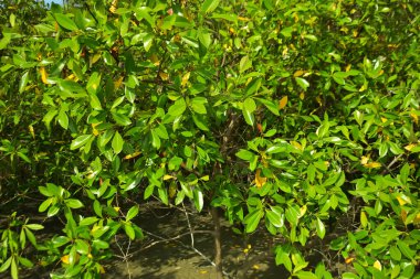 Bangladeş 'in Cox' s Bazar kentindeki Bakkhali Nehri 'nin sınırındaki yemyeşil bir mangrov ağacının yan bakış açısı. Yoğun yeşil tepe örtüsü, açık ve güneşli bir gökyüzünün altındaki yüksek gelgit sırasında hareket eden nehir suyunun üzerine uzanır..