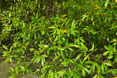 Bangladeş 'in Cox' s Bazar kentindeki Bakkhali Nehri 'nin sınırındaki yemyeşil bir mangrov ağacının yan bakış açısı. Yoğun yeşil tepe örtüsü, açık ve güneşli bir gökyüzünün altındaki yüksek gelgit sırasında hareket eden nehir suyunun üzerine uzanır..