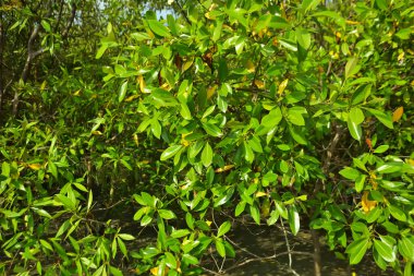 Bangladeş 'in Cox' s Bazar kentindeki Bakkhali Nehri 'nin sınırındaki yemyeşil bir mangrov ağacının yan bakış açısı. Yoğun yeşil tepe örtüsü, açık ve güneşli bir gökyüzünün altındaki yüksek gelgit sırasında hareket eden nehir suyunun üzerine uzanır..