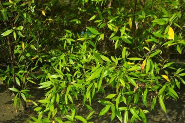 Bangladeş 'in Cox' s Bazar kentindeki Bakkhali Nehri 'nin sınırındaki yemyeşil bir mangrov ağacının yan bakış açısı. Yoğun yeşil tepe örtüsü, açık ve güneşli bir gökyüzünün altındaki yüksek gelgit sırasında hareket eden nehir suyunun üzerine uzanır..