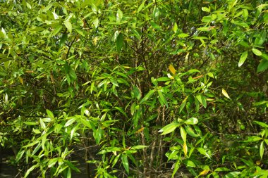 Bangladeş 'in Cox' s Bazar kentindeki Bakkhali Nehri 'nin sınırındaki yemyeşil bir mangrov ağacının yan bakış açısı. Yoğun yeşil tepe örtüsü, açık ve güneşli bir gökyüzünün altındaki yüksek gelgit sırasında hareket eden nehir suyunun üzerine uzanır..