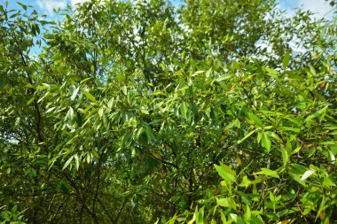 Bangladeş 'in Cox' s Bazar kentindeki Bakkhali Nehri 'nin sınırındaki yemyeşil bir mangrov ağacının yan bakış açısı. Yoğun yeşil tepe örtüsü, açık ve güneşli bir gökyüzünün altındaki yüksek gelgit sırasında hareket eden nehir suyunun üzerine uzanır..