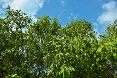 Bangladeş 'in Cox' s Bazar kentindeki Bakkhali Nehri 'nin sınırındaki yemyeşil bir mangrov ağacının yan bakış açısı. Yoğun yeşil tepe örtüsü, açık ve güneşli bir gökyüzünün altındaki yüksek gelgit sırasında hareket eden nehir suyunun üzerine uzanır..