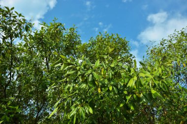 Bangladeş 'in Cox' s Bazar kentindeki Bakkhali Nehri 'nin sınırındaki yemyeşil bir mangrov ağacının yan bakış açısı. Yoğun yeşil tepe örtüsü, açık ve güneşli bir gökyüzünün altındaki yüksek gelgit sırasında hareket eden nehir suyunun üzerine uzanır..