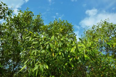 Bangladeş 'in Cox' s Bazar kentindeki Bakkhali Nehri 'nin sınırındaki yemyeşil bir mangrov ağacının yan bakış açısı. Yoğun yeşil tepe örtüsü, açık ve güneşli bir gökyüzünün altındaki yüksek gelgit sırasında hareket eden nehir suyunun üzerine uzanır..