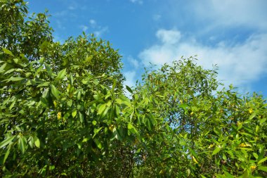 Bangladeş 'in Cox' s Bazar kentindeki Bakkhali Nehri 'nin sınırındaki yemyeşil bir mangrov ağacının yan bakış açısı. Yoğun yeşil tepe örtüsü, açık ve güneşli bir gökyüzünün altındaki yüksek gelgit sırasında hareket eden nehir suyunun üzerine uzanır..