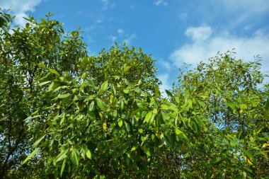 Bangladeş 'in Cox' s Bazar kentindeki Bakkhali Nehri 'nin sınırındaki yemyeşil bir mangrov ağacının yan bakış açısı. Yoğun yeşil tepe örtüsü, açık ve güneşli bir gökyüzünün altındaki yüksek gelgit sırasında hareket eden nehir suyunun üzerine uzanır..