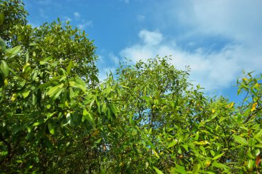 Bangladeş 'in Cox' s Bazar kentindeki Bakkhali Nehri 'nin sınırındaki yemyeşil bir mangrov ağacının yan bakış açısı. Yoğun yeşil tepe örtüsü, açık ve güneşli bir gökyüzünün altındaki yüksek gelgit sırasında hareket eden nehir suyunun üzerine uzanır..