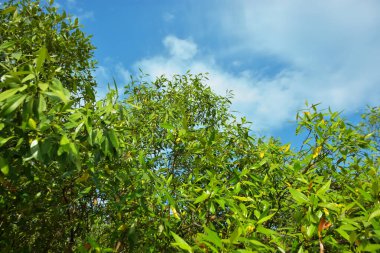 Bangladeş 'in Cox' s Bazar kentindeki Bakkhali Nehri 'nin sınırındaki yemyeşil bir mangrov ağacının yan bakış açısı. Yoğun yeşil tepe örtüsü, açık ve güneşli bir gökyüzünün altındaki yüksek gelgit sırasında hareket eden nehir suyunun üzerine uzanır..