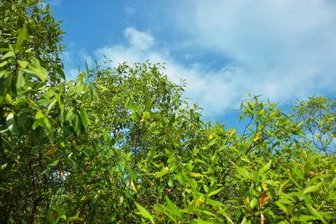 Bangladeş 'in Cox' s Bazar kentindeki Bakkhali Nehri 'nin sınırındaki yemyeşil bir mangrov ağacının yan bakış açısı. Yoğun yeşil tepe örtüsü, açık ve güneşli bir gökyüzünün altındaki yüksek gelgit sırasında hareket eden nehir suyunun üzerine uzanır..