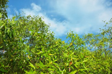 Bangladeş 'in Cox' s Bazar kentindeki Bakkhali Nehri 'nin sınırındaki yemyeşil bir mangrov ağacının yan bakış açısı. Yoğun yeşil tepe örtüsü, açık ve güneşli bir gökyüzünün altındaki yüksek gelgit sırasında hareket eden nehir suyunun üzerine uzanır..