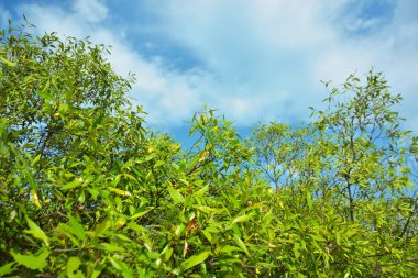 Bangladeş 'in Cox' s Bazar kentindeki Bakkhali Nehri 'nin sınırındaki yemyeşil bir mangrov ağacının yan bakış açısı. Yoğun yeşil tepe örtüsü, açık ve güneşli bir gökyüzünün altındaki yüksek gelgit sırasında hareket eden nehir suyunun üzerine uzanır..