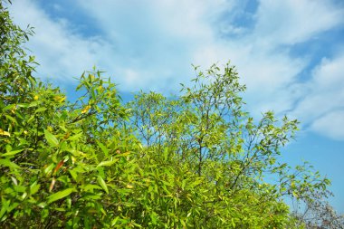 Bangladeş 'in Cox' s Bazar kentindeki Bakkhali Nehri 'nin sınırındaki yemyeşil bir mangrov ağacının yan bakış açısı. Yoğun yeşil tepe örtüsü, açık ve güneşli bir gökyüzünün altındaki yüksek gelgit sırasında hareket eden nehir suyunun üzerine uzanır..