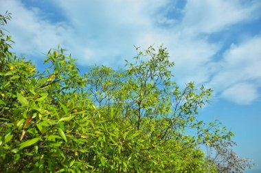Bangladeş 'in Cox' s Bazar kentindeki Bakkhali Nehri 'nin sınırındaki yemyeşil bir mangrov ağacının yan bakış açısı. Yoğun yeşil tepe örtüsü, açık ve güneşli bir gökyüzünün altındaki yüksek gelgit sırasında hareket eden nehir suyunun üzerine uzanır..