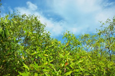 Bangladeş 'in Cox' s Bazar kentindeki Bakkhali Nehri 'nin sınırındaki yemyeşil bir mangrov ağacının yan bakış açısı. Yoğun yeşil tepe örtüsü, açık ve güneşli bir gökyüzünün altındaki yüksek gelgit sırasında hareket eden nehir suyunun üzerine uzanır..