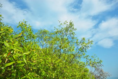 Bangladeş 'in Cox' s Bazar kentindeki Bakkhali Nehri 'nin sınırındaki yemyeşil bir mangrov ağacının yan bakış açısı. Yoğun yeşil tepe örtüsü, açık ve güneşli bir gökyüzünün altındaki yüksek gelgit sırasında hareket eden nehir suyunun üzerine uzanır..