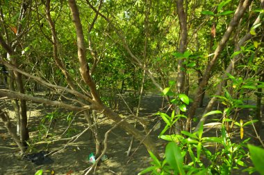 Bangladeş 'in Cox' s Bazar kentindeki Bakkhali Nehri 'nin sınırındaki yemyeşil bir mangrov ağacının yan bakış açısı. Yoğun yeşil tepe örtüsü, açık ve güneşli bir gökyüzünün altındaki yüksek gelgit sırasında hareket eden nehir suyunun üzerine uzanır..