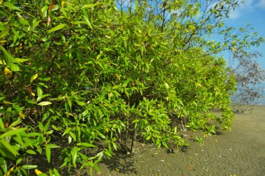 Bangladeş 'in Cox' s Bazar kentindeki Bakkhali Nehri 'nin sınırındaki yemyeşil bir mangrov ağacının yan bakış açısı. Yoğun yeşil tepe örtüsü, açık ve güneşli bir gökyüzünün altındaki yüksek gelgit sırasında hareket eden nehir suyunun üzerine uzanır..