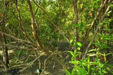 Bangladeş 'in Cox' s Bazar kentindeki Bakkhali Nehri 'nin sınırındaki yemyeşil bir mangrov ağacının yan bakış açısı. Yoğun yeşil tepe örtüsü, açık ve güneşli bir gökyüzünün altındaki yüksek gelgit sırasında hareket eden nehir suyunun üzerine uzanır..