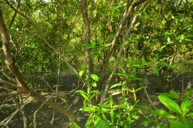 Bangladeş 'in Cox' s Bazar kentindeki Bakkhali Nehri 'nin sınırındaki yemyeşil bir mangrov ağacının yan bakış açısı. Yoğun yeşil tepe örtüsü, açık ve güneşli bir gökyüzünün altındaki yüksek gelgit sırasında hareket eden nehir suyunun üzerine uzanır..