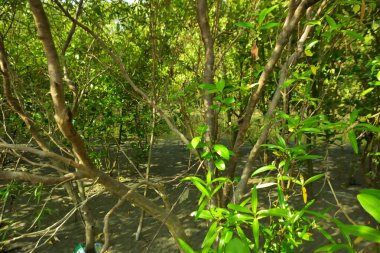 Bangladeş 'in Cox' s Bazar kentindeki Bakkhali Nehri 'nin sınırındaki yemyeşil bir mangrov ağacının yan bakış açısı. Yoğun yeşil tepe örtüsü, açık ve güneşli bir gökyüzünün altındaki yüksek gelgit sırasında hareket eden nehir suyunun üzerine uzanır..