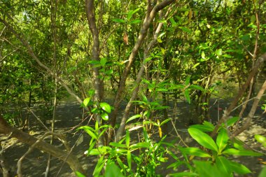 Bangladeş 'in Cox' s Bazar kentindeki Bakkhali Nehri 'nin sınırındaki yemyeşil bir mangrov ağacının yan bakış açısı. Yoğun yeşil tepe örtüsü, açık ve güneşli bir gökyüzünün altındaki yüksek gelgit sırasında hareket eden nehir suyunun üzerine uzanır..