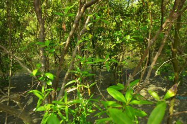 Bangladeş 'in Cox' s Bazar kentindeki Bakkhali Nehri 'nin sınırındaki yemyeşil bir mangrov ağacının yan bakış açısı. Yoğun yeşil tepe örtüsü, açık ve güneşli bir gökyüzünün altındaki yüksek gelgit sırasında hareket eden nehir suyunun üzerine uzanır..