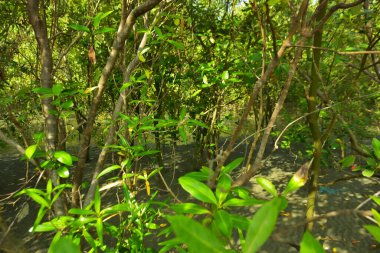 Bangladeş 'in Cox' s Bazar kentindeki Bakkhali Nehri 'nin sınırındaki yemyeşil bir mangrov ağacının yan bakış açısı. Yoğun yeşil tepe örtüsü, açık ve güneşli bir gökyüzünün altındaki yüksek gelgit sırasında hareket eden nehir suyunun üzerine uzanır..