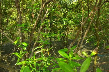 Bangladeş 'in Cox' s Bazar kentindeki Bakkhali Nehri 'nin sınırındaki yemyeşil bir mangrov ağacının yan bakış açısı. Yoğun yeşil tepe örtüsü, açık ve güneşli bir gökyüzünün altındaki yüksek gelgit sırasında hareket eden nehir suyunun üzerine uzanır..