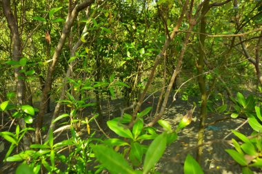 Bangladeş 'in Cox' s Bazar kentindeki Bakkhali Nehri 'nin sınırındaki yemyeşil bir mangrov ağacının yan bakış açısı. Yoğun yeşil tepe örtüsü, açık ve güneşli bir gökyüzünün altındaki yüksek gelgit sırasında hareket eden nehir suyunun üzerine uzanır..