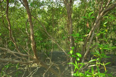 Bangladeş 'in Cox' s Bazar kentindeki Bakkhali Nehri 'nin sınırındaki yemyeşil bir mangrov ağacının yan bakış açısı. Yoğun yeşil tepe örtüsü, açık ve güneşli bir gökyüzünün altındaki yüksek gelgit sırasında hareket eden nehir suyunun üzerine uzanır..