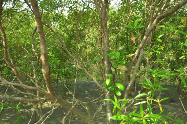 Bangladeş 'in Cox' s Bazar kentindeki Bakkhali Nehri 'nin sınırındaki yemyeşil bir mangrov ağacının yan bakış açısı. Yoğun yeşil tepe örtüsü, açık ve güneşli bir gökyüzünün altındaki yüksek gelgit sırasında hareket eden nehir suyunun üzerine uzanır..