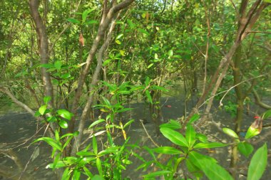 Bangladeş 'in Cox' s Bazar kentindeki Bakkhali Nehri 'nin sınırındaki yemyeşil bir mangrov ağacının yan bakış açısı. Yoğun yeşil tepe örtüsü, açık ve güneşli bir gökyüzünün altındaki yüksek gelgit sırasında hareket eden nehir suyunun üzerine uzanır..