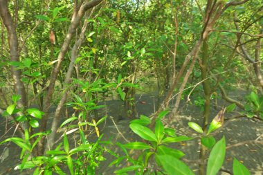 Bangladeş 'in Cox' s Bazar kentindeki Bakkhali Nehri 'nin sınırındaki yemyeşil bir mangrov ağacının yan bakış açısı. Yoğun yeşil tepe örtüsü, açık ve güneşli bir gökyüzünün altındaki yüksek gelgit sırasında hareket eden nehir suyunun üzerine uzanır..