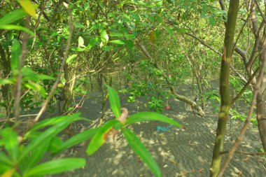 Bangladeş 'in Cox' s Bazar kentindeki Bakkhali Nehri 'nin sınırındaki yemyeşil bir mangrov ağacının yan bakış açısı. Yoğun yeşil tepe örtüsü, açık ve güneşli bir gökyüzünün altındaki yüksek gelgit sırasında hareket eden nehir suyunun üzerine uzanır..