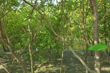 Bangladeş 'in Cox' s Bazar kentindeki Bakkhali Nehri 'nin sınırındaki yemyeşil bir mangrov ağacının yan bakış açısı. Yoğun yeşil tepe örtüsü, açık ve güneşli bir gökyüzünün altındaki yüksek gelgit sırasında hareket eden nehir suyunun üzerine uzanır..