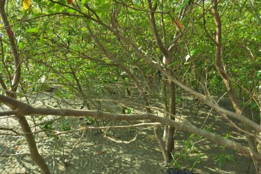 Bangladeş 'in Cox' s Bazar kentindeki Bakkhali Nehri 'nin sınırındaki yemyeşil bir mangrov ağacının yan bakış açısı. Yoğun yeşil tepe örtüsü, açık ve güneşli bir gökyüzünün altındaki yüksek gelgit sırasında hareket eden nehir suyunun üzerine uzanır..