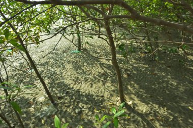 Bangladeş 'in Cox' s Bazar kentindeki Bakkhali Nehri 'nin sınırındaki yemyeşil bir mangrov ağacının yan bakış açısı. Yoğun yeşil tepe örtüsü, açık ve güneşli bir gökyüzünün altındaki yüksek gelgit sırasında hareket eden nehir suyunun üzerine uzanır..