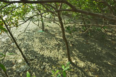 Bangladeş 'in Cox' s Bazar kentindeki Bakkhali Nehri 'nin sınırındaki yemyeşil bir mangrov ağacının yan bakış açısı. Yoğun yeşil tepe örtüsü, açık ve güneşli bir gökyüzünün altındaki yüksek gelgit sırasında hareket eden nehir suyunun üzerine uzanır..