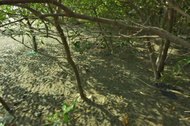 Bangladeş 'in Cox' s Bazar kentindeki Bakkhali Nehri 'nin sınırındaki yemyeşil bir mangrov ağacının yan bakış açısı. Yoğun yeşil tepe örtüsü, açık ve güneşli bir gökyüzünün altındaki yüksek gelgit sırasında hareket eden nehir suyunun üzerine uzanır..