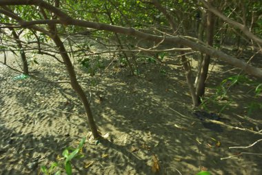 Bangladeş 'in Cox' s Bazar kentindeki Bakkhali Nehri 'nin sınırındaki yemyeşil bir mangrov ağacının yan bakış açısı. Yoğun yeşil tepe örtüsü, açık ve güneşli bir gökyüzünün altındaki yüksek gelgit sırasında hareket eden nehir suyunun üzerine uzanır..