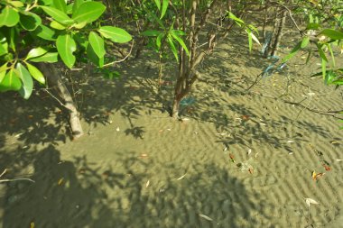 Bangladeş 'in Cox' s Bazar kentindeki Bakkhali Nehri 'nin sınırındaki yemyeşil bir mangrov ağacının yan bakış açısı. Yoğun yeşil tepe örtüsü, açık ve güneşli bir gökyüzünün altındaki yüksek gelgit sırasında hareket eden nehir suyunun üzerine uzanır..