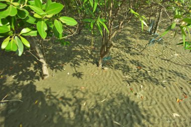 Mangrove Ormanı, Bakkhali Nehri boyunca Cox 's Bazar, Bangladeş' te gelgitte. Görüntü, parlak mavi gökyüzünün altında yoğun yeşil tuza dayanıklı ağaçlara doğru giden çıplak kumlu nehir kıyılarını gösteriyor..