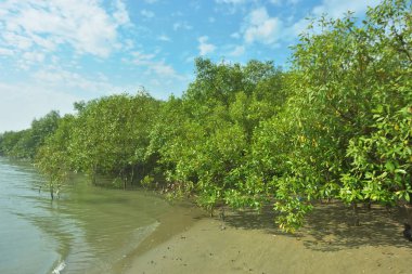 Bangladeş 'in Cox' s Bazar kentindeki Bakkhali Nehri 'nin sınırındaki yemyeşil bir mangrov ağacının yan bakış açısı. Yoğun yeşil tepe örtüsü, açık ve güneşli bir gökyüzünün altındaki yüksek gelgit sırasında hareket eden nehir suyunun üzerine uzanır..