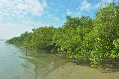 Bangladeş 'in Cox' s Bazar kentindeki Bakkhali Nehri 'nin sınırındaki yemyeşil bir mangrov ağacının yan bakış açısı. Yoğun yeşil tepe örtüsü, açık ve güneşli bir gökyüzünün altındaki yüksek gelgit sırasında hareket eden nehir suyunun üzerine uzanır..