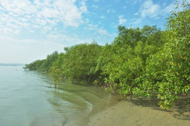 Mangrove Ormanı, Bakkhali Nehri boyunca Cox 's Bazar, Bangladeş' te gelgitte. Görüntü, parlak mavi gökyüzünün altında yoğun yeşil tuza dayanıklı ağaçlara doğru giden çıplak kumlu nehir kıyılarını gösteriyor..