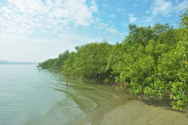 Bangladeş 'in Cox' s Bazar kentindeki Bakkhali Nehri 'nin sınırındaki yemyeşil bir mangrov ağacının yan bakış açısı. Yoğun yeşil tepe örtüsü, açık ve güneşli bir gökyüzünün altındaki yüksek gelgit sırasında hareket eden nehir suyunun üzerine uzanır..
