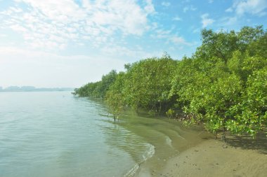 Bangladeş 'in Cox' s Bazar kentindeki Bakkhali Nehri 'nin sınırındaki yemyeşil bir mangrov ağacının yan bakış açısı. Yoğun yeşil tepe örtüsü, açık ve güneşli bir gökyüzünün altındaki yüksek gelgit sırasında hareket eden nehir suyunun üzerine uzanır..