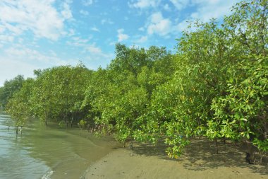 Bangladeş, Cox 's Bazar' daki Bakkhali Nehri boyunca uzanan yemyeşil mangrov ormanının manzarası. Parlak yeşil ağaçlar, açık mavi gökyüzünün altındaki yüksek gelgit sırasında tropikal su yolu boyunca eşsiz bir kıyı ekosistemi sergilerler..