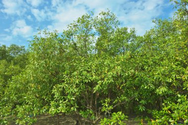 Bangladeş, Cox 's Bazar' daki Bakkhali Nehri boyunca uzanan yemyeşil mangrov ormanının manzarası. Parlak yeşil ağaçlar, açık mavi gökyüzünün altındaki yüksek gelgit sırasında tropikal su yolu boyunca eşsiz bir kıyı ekosistemi sergilerler..